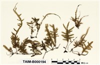 藏品(小波葉苔)的圖片